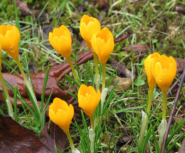 Ankara_Cigdemi_Crocus_Ancyrensis