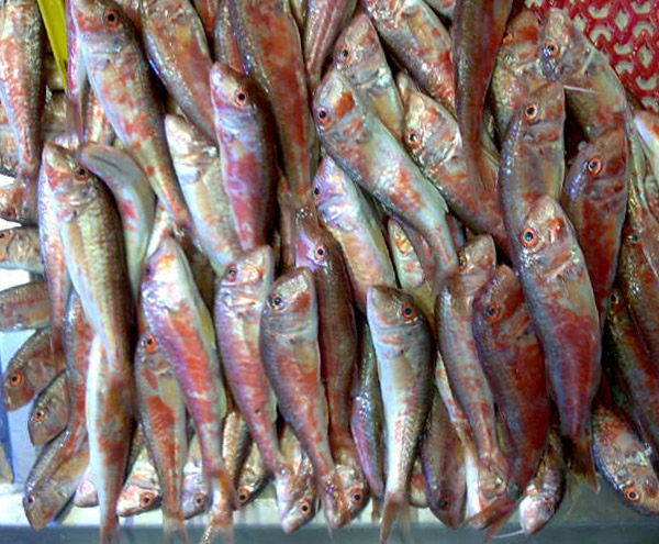 Barbun_Samsun Barbun_Samsun