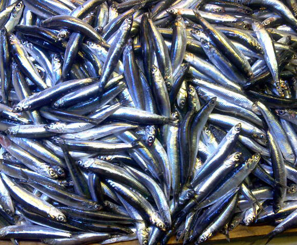 Hamsi_Samsun Hamsi_Samsun