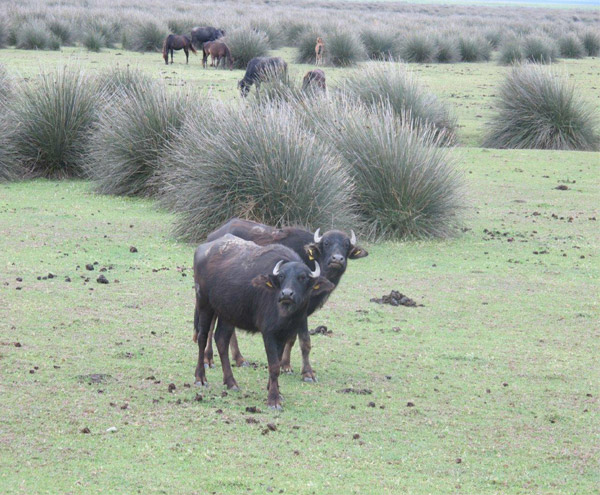 Manda_Komus_Bafra_Samsun Manda_Komus_Bafra_Samsun