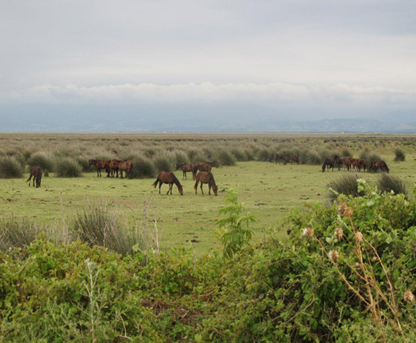 Atlar_Kizilirmak_Deltasi_Bafra_Samsun Atlar_Kizilirmak_Deltasi_Bafra_Samsun