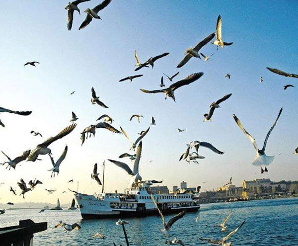 Bogaz_Istanbul Bogaz_Istanbul